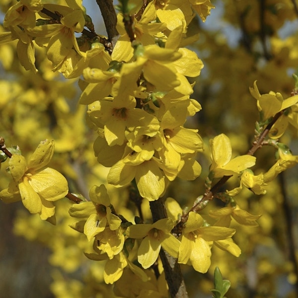 Forsythia kopen? Altijd goedkoop Forsythia kopen? Altijd goedkoop