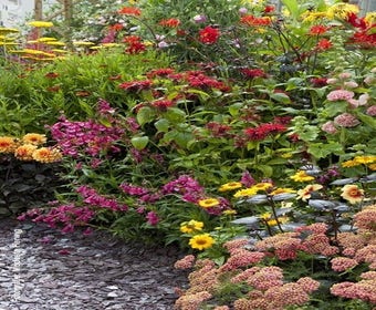 Borderpakket bonte border 