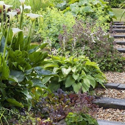 Borderpakket natte border