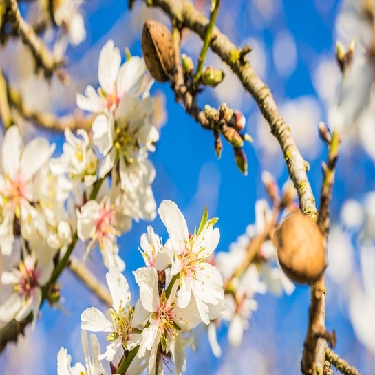 Amandelboom (Prunus dulcis)