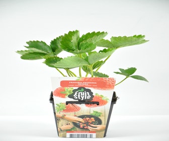 Aardbei (Fragaria ananassa ‘Ostara’) BIO