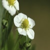 Bosaardbei (Fragaria vesca  )
