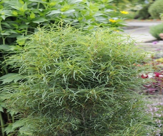 Smalbladige vuilboom (Frangula alnus 'Fine Line')