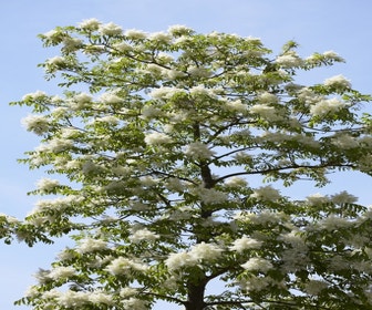 Pluim-es (Fraxinus ornus)