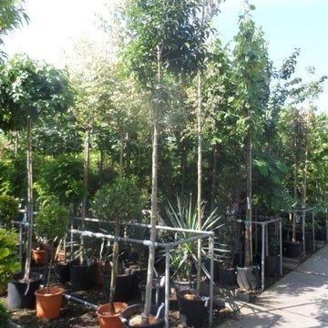 Pluim Es (Fraxinus ornus 'Meczek')