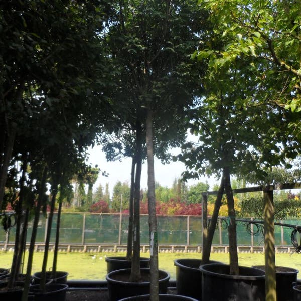 Pluim Es (Fraxinus ornus 'Meczek')