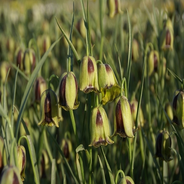 Fritillaria acmopetala (Kievitsbloem)