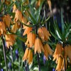 Keizerskroon (Fritillaria 'Early Dream')
