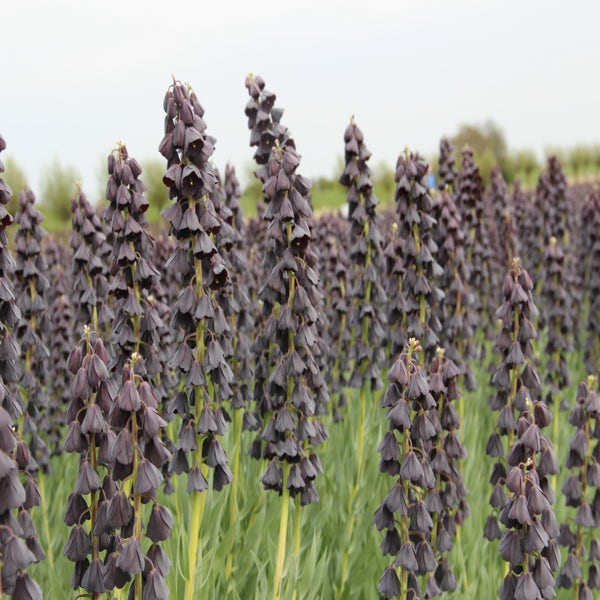 Perzische keizerskroon (Fritillaria persica 'Twin Tower Tribute')