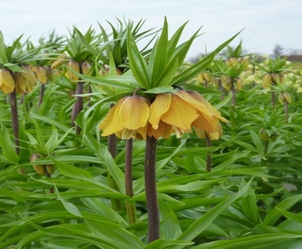 Keizerskroon (Fritillaria 'Striped Beauty')