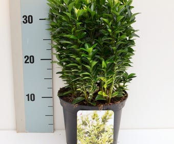 Kardinaalshoed (Euonymus jap. 'Francien')