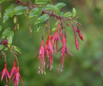 Bellenplant (Fuchsia magellanica 'Gracilis')