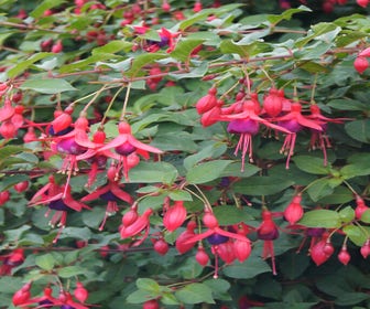 Bellenplant (Fuchsia 'Mrs Popple')