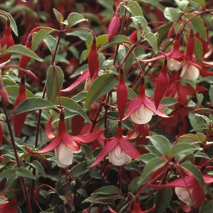 Bellenplant (Fuchsia 'Madame Cornelissen')