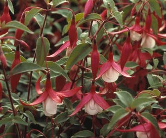 Bellenplant (Fuchsia 'Madame Cornelissen')