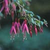 Bellenplant (Fuchsia 'Riccartonii')