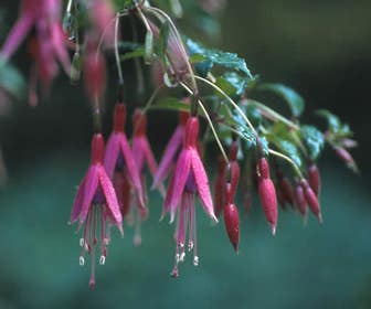 Bellenplant (Fuchsia 'Riccartonii')