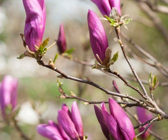 Magnolia als boom (Magnolia 'Susan')