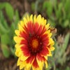 Kokardebloem (Gaillardia 'Kobold')
