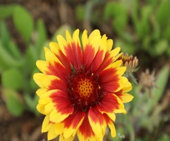 Kokardebloem (Gaillardia 'Kobold')