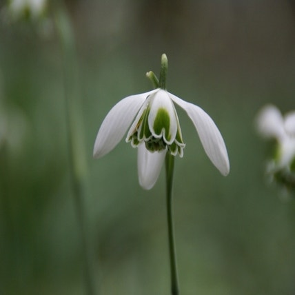 Galanthus Nivalis 'Hippolyta' (Sneeuwklokje bloem)