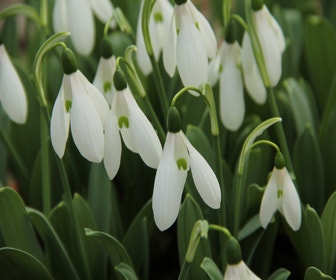 Sneeuwklokjes (Galanthus 'Mount Everest')