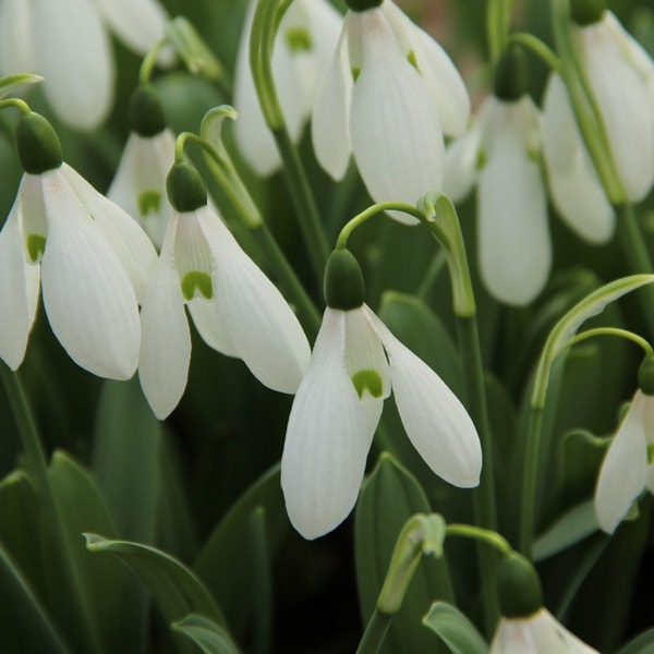 Galanthus 'Mount Everest' (Sneeuwklokje)