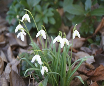Sneeuwklokjes (Galanthus nivalis)
