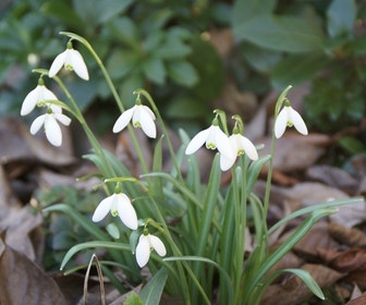 Sneeuwklokjes (Galanthus nivalis)