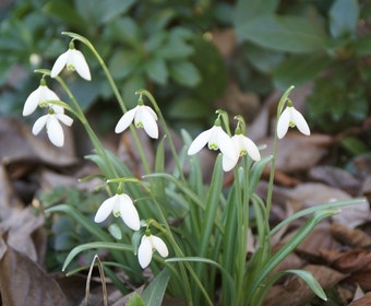 Sneeuwklokjes (Galanthus nivalis)
