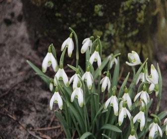 Sneeuwklokjes (Galanthus nivalis 'Viridapice')