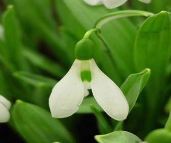 Sneeuwklokjes (Galanthus nivalis 'Elwesii')