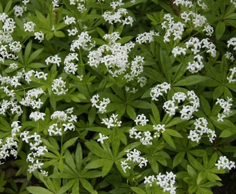 Lievevrouwebedstro  (Galium odoratum)