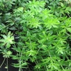 Lievevrouwebedstro  (Galium odoratum) BIO