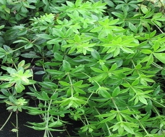 Lievevrouwebedstro  (Galium odoratum) BIO