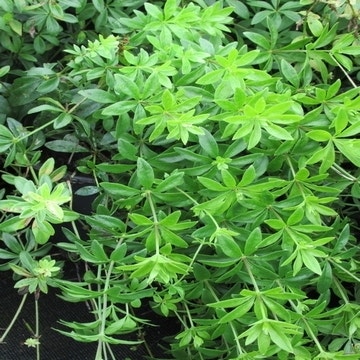 Galium odoratum
