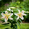 Lelie (Lilium 'Garden Party')