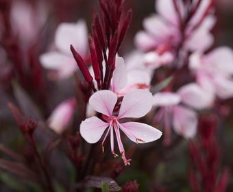 Prachtkaars (Gaura lindheimeri 'Gaudi Pink')