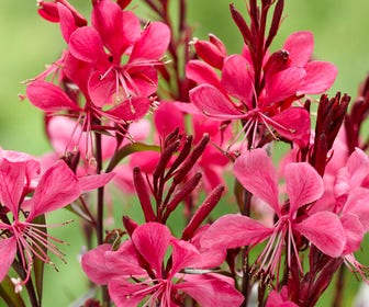 Prachtkaars (Gaura lindheimeri 'Gaudi Red')