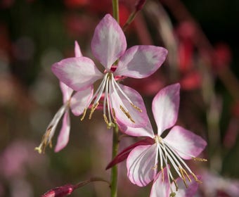 Prachtkaars (Gaura lindheimeri 'Rosy Jane')