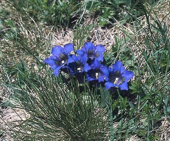 Gentiaan (Gentiana acaulis)