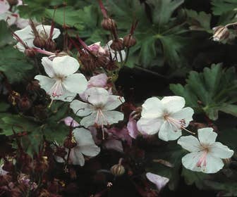 Ooievaarsbek (Geranium cantabrigiense 'Biokovo')