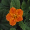 Nagelkruid (Geum coccineum 'Borisii') BIO