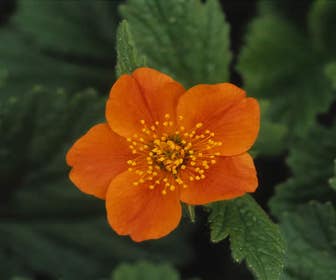 Nagelkruid (Geum coccineum 'Borisii') BIO