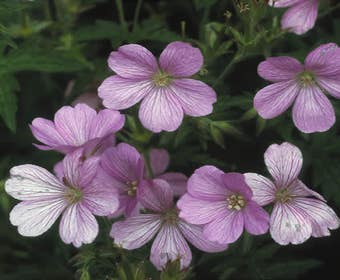 Ooievaarsbek (Geranium endressii 'Wargrave Pink')