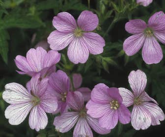Ooievaarsbek (Geranium endressii 'Wargrave Pink')