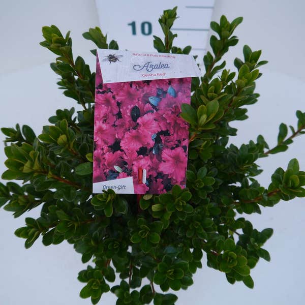 Geisha Red Japanse Azalea (Rhododendron 'Geisha Red')