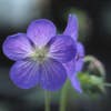 Ooievaarsbek (Geranium 'Johnson's Blue')
