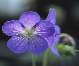 Ooievaarsbek (Geranium 'Johnson's Blue')