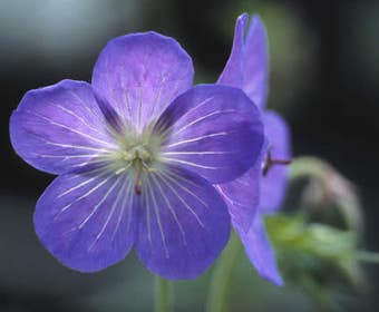 Ooievaarsbek (Geranium 'Johnson's Blue')